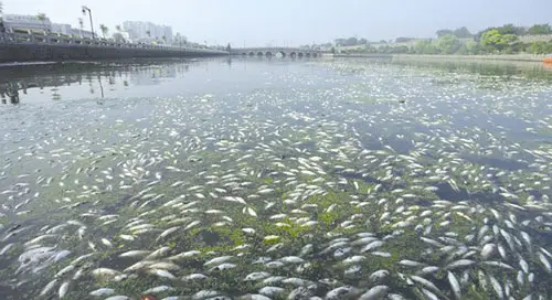 扬州高邮南澄子河水质受污染大量活鱼离奇死亡.jpg