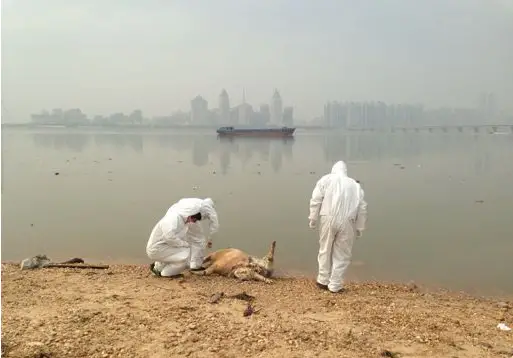 曝：江西南昌赣江惊现137头死猪 初步推断死猪是从宜春地区漂下来的.jpg
