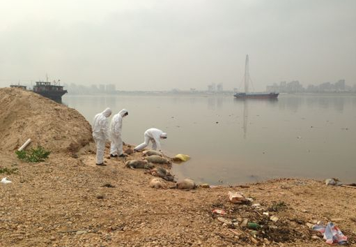 曝：江西南昌赣江惊现137头死猪 初步推断死猪是从宜春地区漂下来的2.jpg