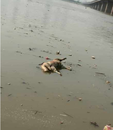 曝：江西南昌赣江惊现137头死猪 初步推断死猪是从宜春地区漂下来的4.jpg