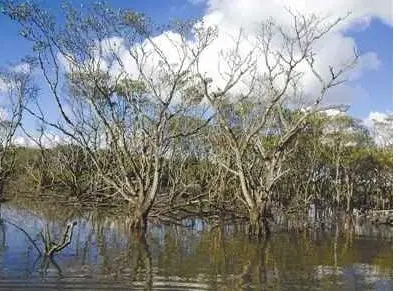 西海堤红树林干枯枯死 环保组织质疑与海水污染有关.jpg