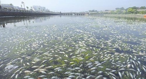 扬州高邮南澄子河水污染-14533858353.jpg